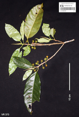LE 01061491