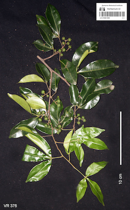 LE 01061494