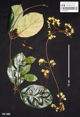 LE 01061498