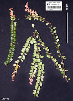 LE 01061517
