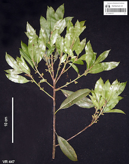 LE 01061471