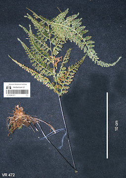 LE 01061477