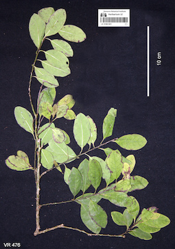 LE 01061401