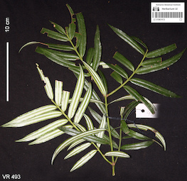 LE 01061413
