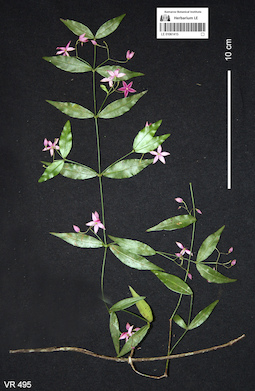 LE 01061415