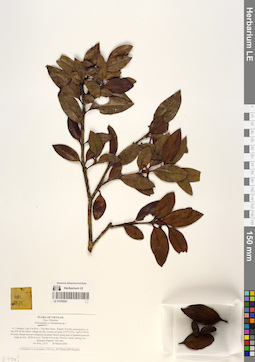 LE 01058581