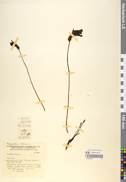 LE 01058593