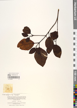LE 01058595