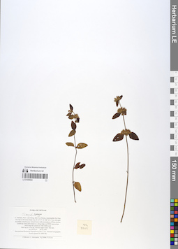 LE 01055954