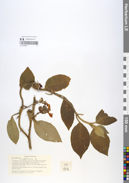 LE 01058618