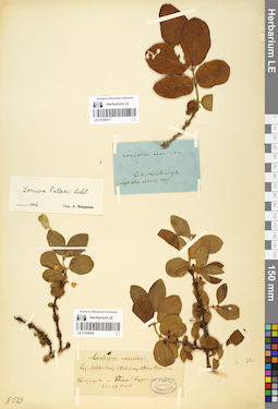 LE 01056417