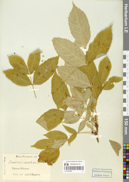 LE 01062497