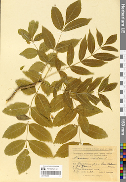 LE 01062499