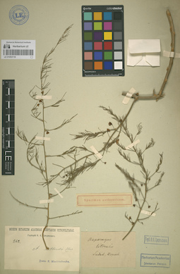 LE 01053118