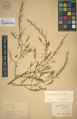 LE 01053115