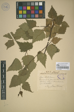 LE 01051996