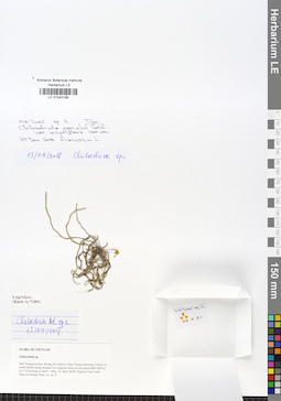 LE 01042185