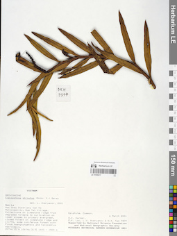 LE 01059217