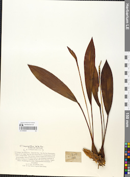 LE 01059244