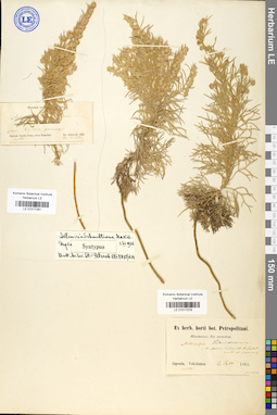 LE 01017281