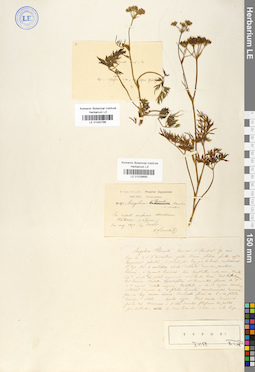 LE 01029685