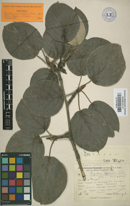 LE 01016510