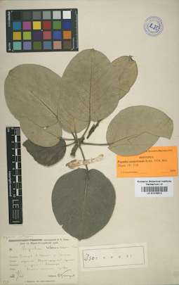 LE 01016512