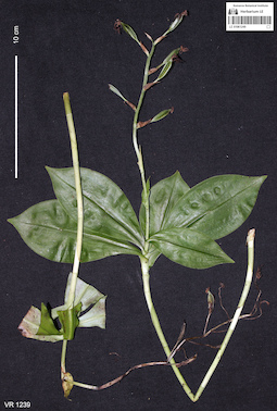 LE 01061249