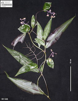 LE 01061260