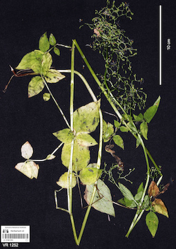 LE 01061263