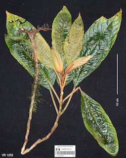 LE 01061266