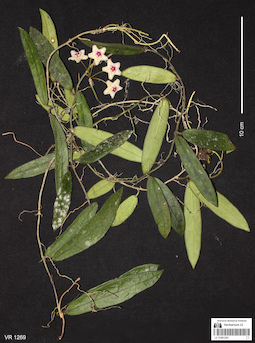 LE 01061203