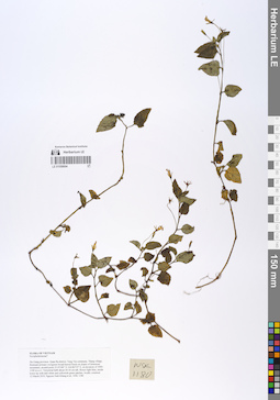 LE 01058694