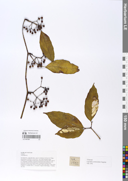 LE 01067080
