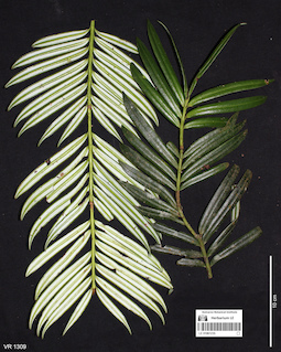 LE 01061235