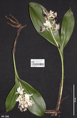 LE 01061174