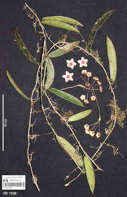 LE 01061187