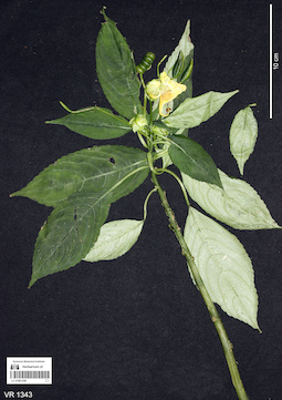 LE 01061200