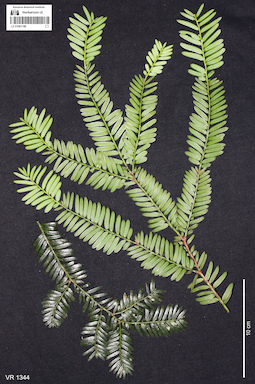 LE 01061196