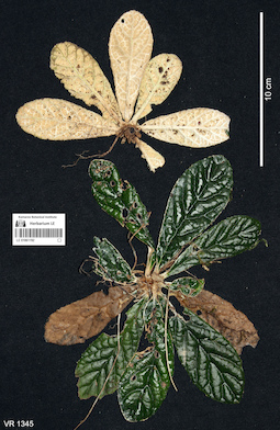LE 01061192