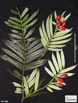 LE 01061127
