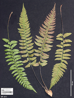 LE 01061107