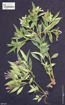 LE 01061105