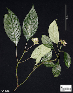 LE 01061015