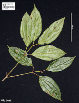 LE 01061040