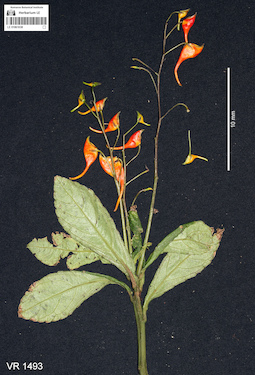 LE 01061038