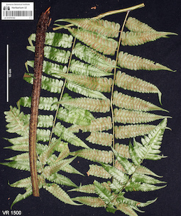 LE 01070182