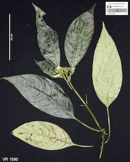 LE 01070186