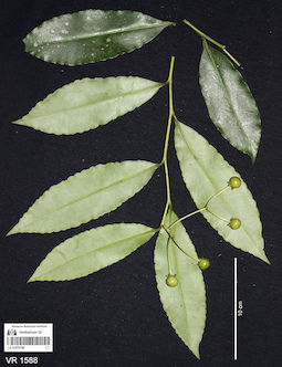 LE 01070189