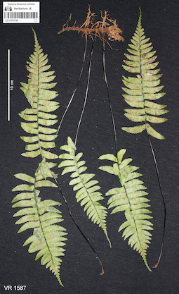 LE 01070190